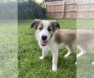 Aussie Pyrenees Dogs for adoption in Genesee, WI, USA