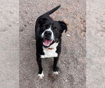Small #11 Bulldog Mix