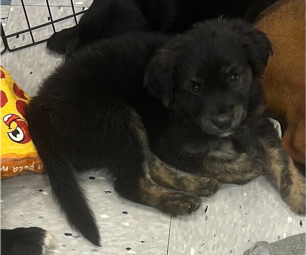 Medium Photo #1 Golden Mountain Dog Puppy For Sale in Palatine/Kildeer/Buffalo grove, IL, USA
