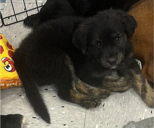 Golden Mountain Dog Dogs for adoption in Palatine/Kildeer/Buffalo grove, IL, USA