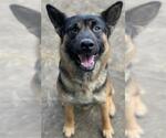 Small #1 German Shepherd Dog