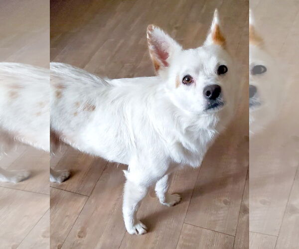 Medium Photo #4 Colonial Cocker Spaniel-Unknown Mix Puppy For Sale in Corona, CA, USA