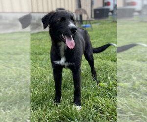 Maggie - Female Border Collie-Unknown Mix Dog for Adoption - Photo #2