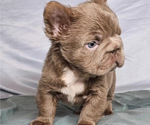 Small #3 French Bulldog