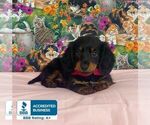 Small Dachshund