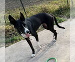 Small #1 Collie Mix