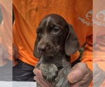 Puppy blaze German Shorthaired Pointer