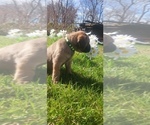 Small #30 Mastiff