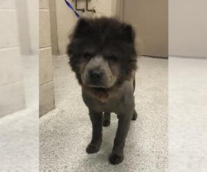 Chow Chow Dogs for adoption in Conroe, TX, USA