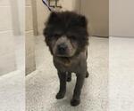 Small Chow Chow