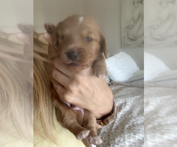 Medium Photo #3 Dachshund Puppy For Sale in SAN DIEGO, CA, USA