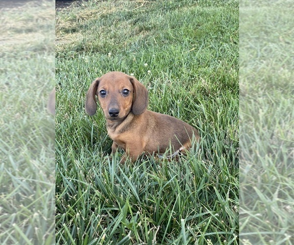 Medium Photo #1 Dachshund Puppy For Sale in CANOGA, NY, USA