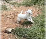 Small Photo #4 Chihuahua Puppy For Sale in STARR, SC, USA