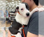 Small Photo #2 Boxer-Unknown Mix Puppy For Sale in Gilberts, IL, USA