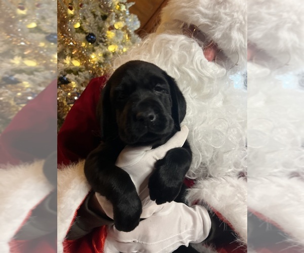 Medium Photo #10 Labrador Retriever Puppy For Sale in NEOLA, WV, USA