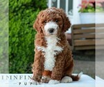 Small #2 Goldendoodle (Miniature)