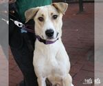 Small #5 Labrador Retriever-Retriever  Mix