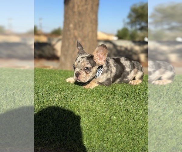 Medium Photo #14 French Bulldog Puppy For Sale in VINELAND, NJ, USA