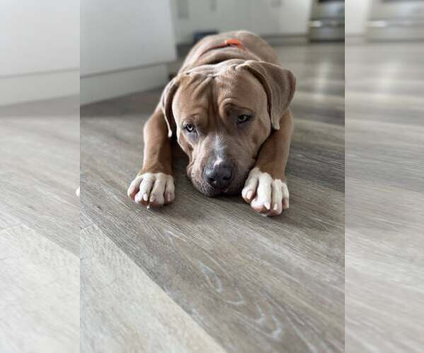 Medium Photo #8 American Pit Bull Terrier-Unknown Mix Puppy For Sale in New London, WI, USA