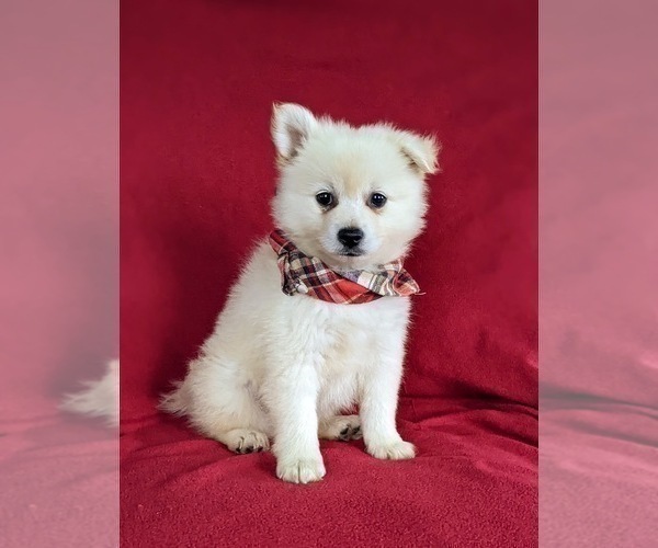 Medium Photo #3 Pomeranian Puppy For Sale in OXFORD, PA, USA