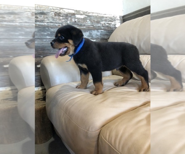 Medium Photo #1 Rottweiler Puppy For Sale in BRIGHTON, CO, USA