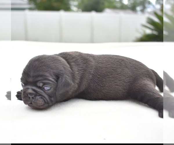 Medium Photo #6 Pug Puppy For Sale in PALM COAST, FL, USA