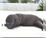 Small #5 Pug