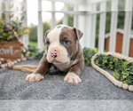 Small Photo #7 Olde English Bulldogge Puppy For Sale in MERCER, PA, USA
