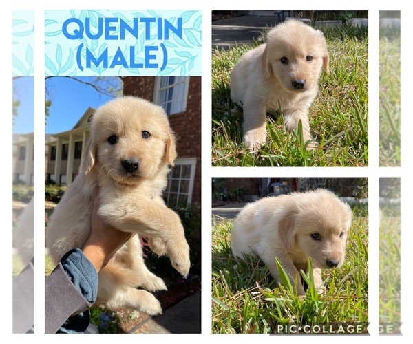 Medium Photo #1 Golden Retriever Puppy For Sale in MISSOURI CITY, TX, USA
