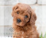 Small #3 Cavapoo (Miniature)