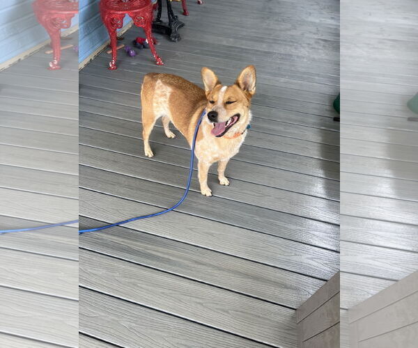 Medium Photo #3 Mutt Puppy For Sale in Overland Park, KS, USA