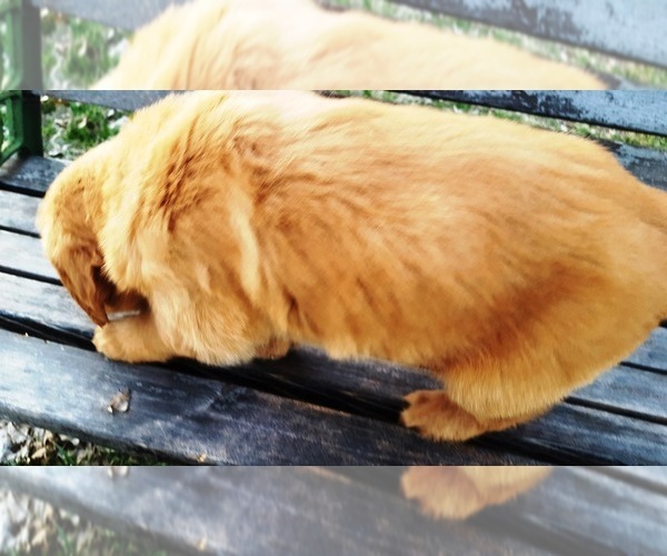 Medium Photo #5 Golden Retriever Puppy For Sale in LEON, KS, USA