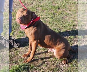 American Pit Bull Terrier-Unknown Mix Dogs for adoption in Earl, NC, USA