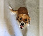 Small Anatolian Shepherd-Pembroke Welsh Corgi Mix