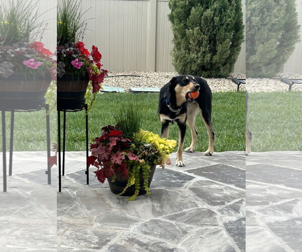 Medium Photo #5 Mutt Puppy For Sale in Emmett, ID, USA