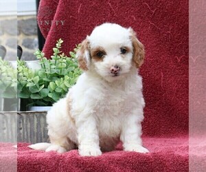Goldendoodle (Miniature) Puppy for sale in EPHRATA, PA, USA