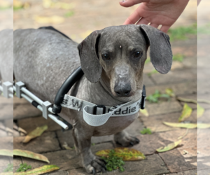 Dachshund Dogs for adoption in Weston, FL, USA