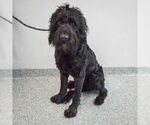 Small #3 Poodle (Standard) Mix