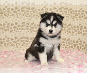 Pomsky Puppy for sale in DENVER, PA, USA