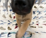 Small Photo #5 Belgian Malinois Puppy For Sale in SAINT GEORGE, UT, USA