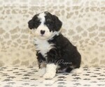 Small #3 Miniature Bernedoodle