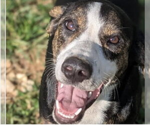 Mallory (in foster) - Female Mutt Dog for Adoption - Photo #2
