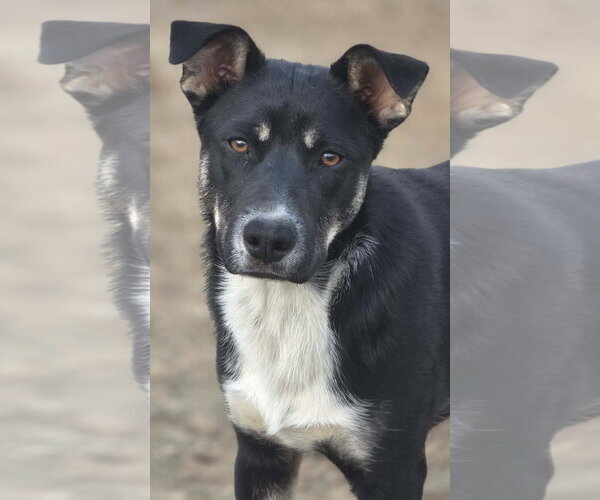 Medium Photo #9 Mutt Puppy For Sale in Fenton, MO, USA