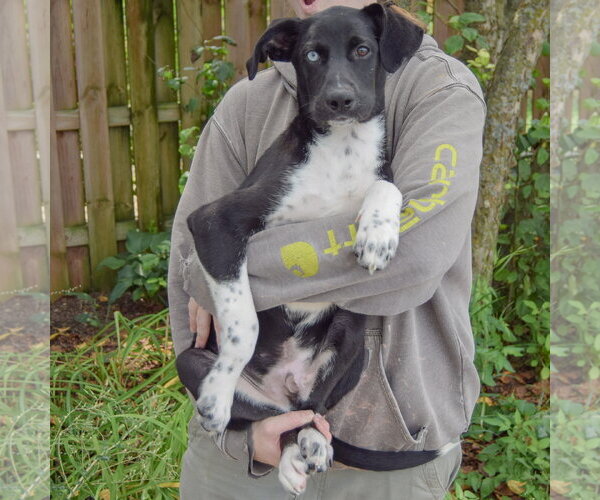 Medium Photo #3 Siberian Husky-Unknown Mix Puppy For Sale in Huntley, IL, USA