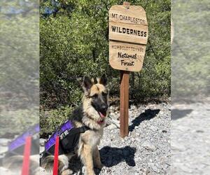 Medium German Shepherd Dog Mix