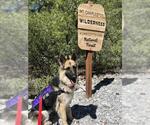 Small German Shepherd Dog Mix
