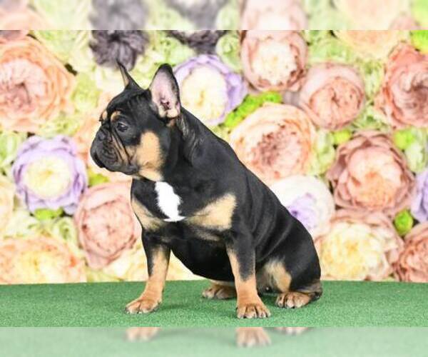 Medium Photo #5 French Bulldog Puppy For Sale in BETHESDA, MD, USA