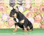 Small Photo #5 French Bulldog Puppy For Sale in BETHESDA, MD, USA