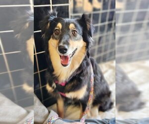 Australian Shepherd-Unknown Mix Dogs for adoption in Great Bend, KS, USA