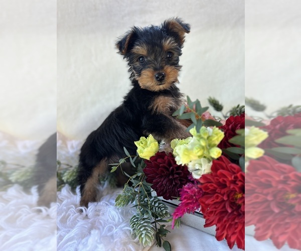 Medium Photo #6 Yorkshire Terrier Puppy For Sale in ROCK STREAM, NY, USA